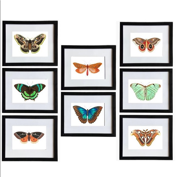 8 Horizontal Framed Butterfly Prints